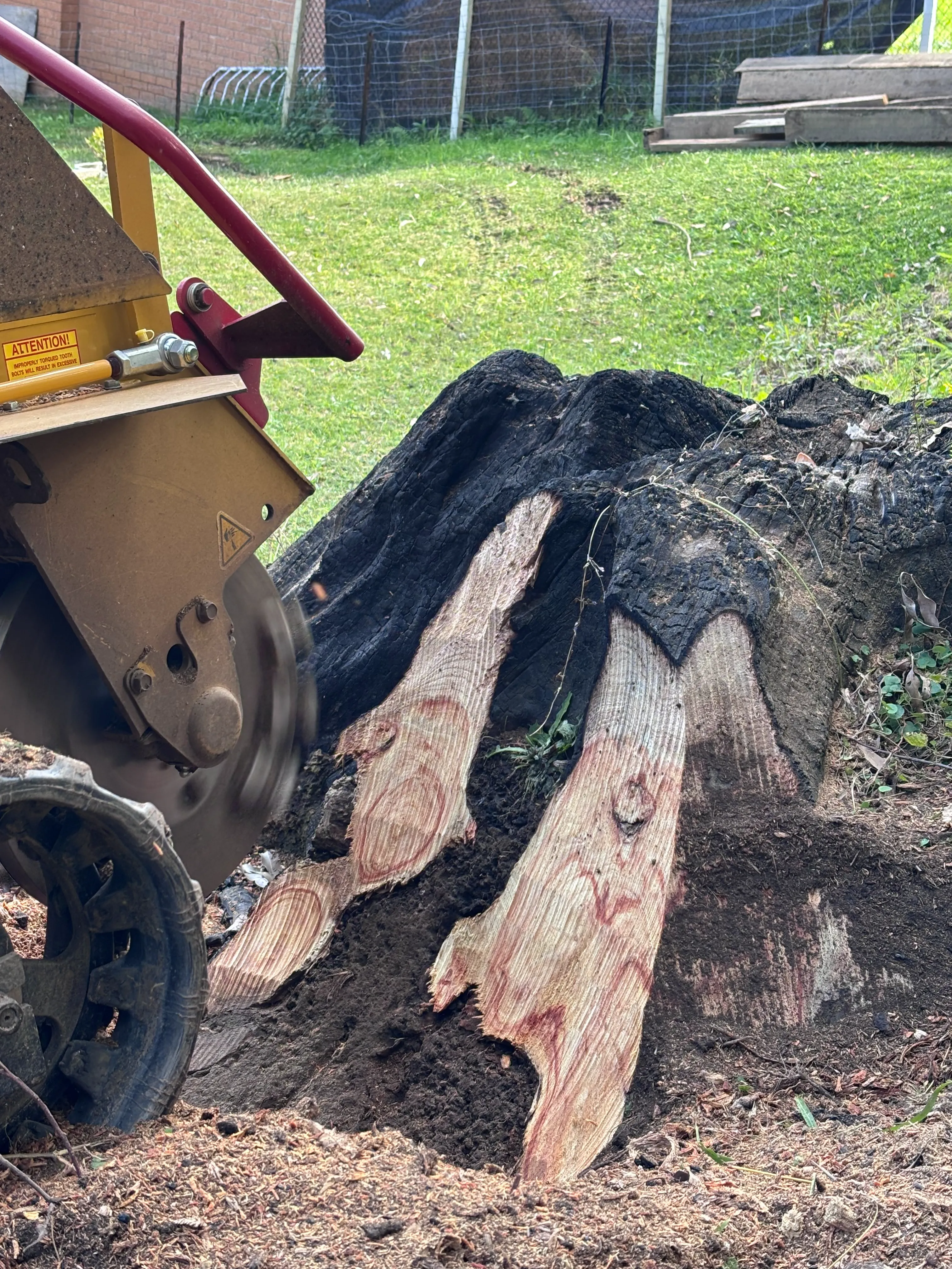 Close-up of a stump grinder cutting into a large, gnarled tree stump