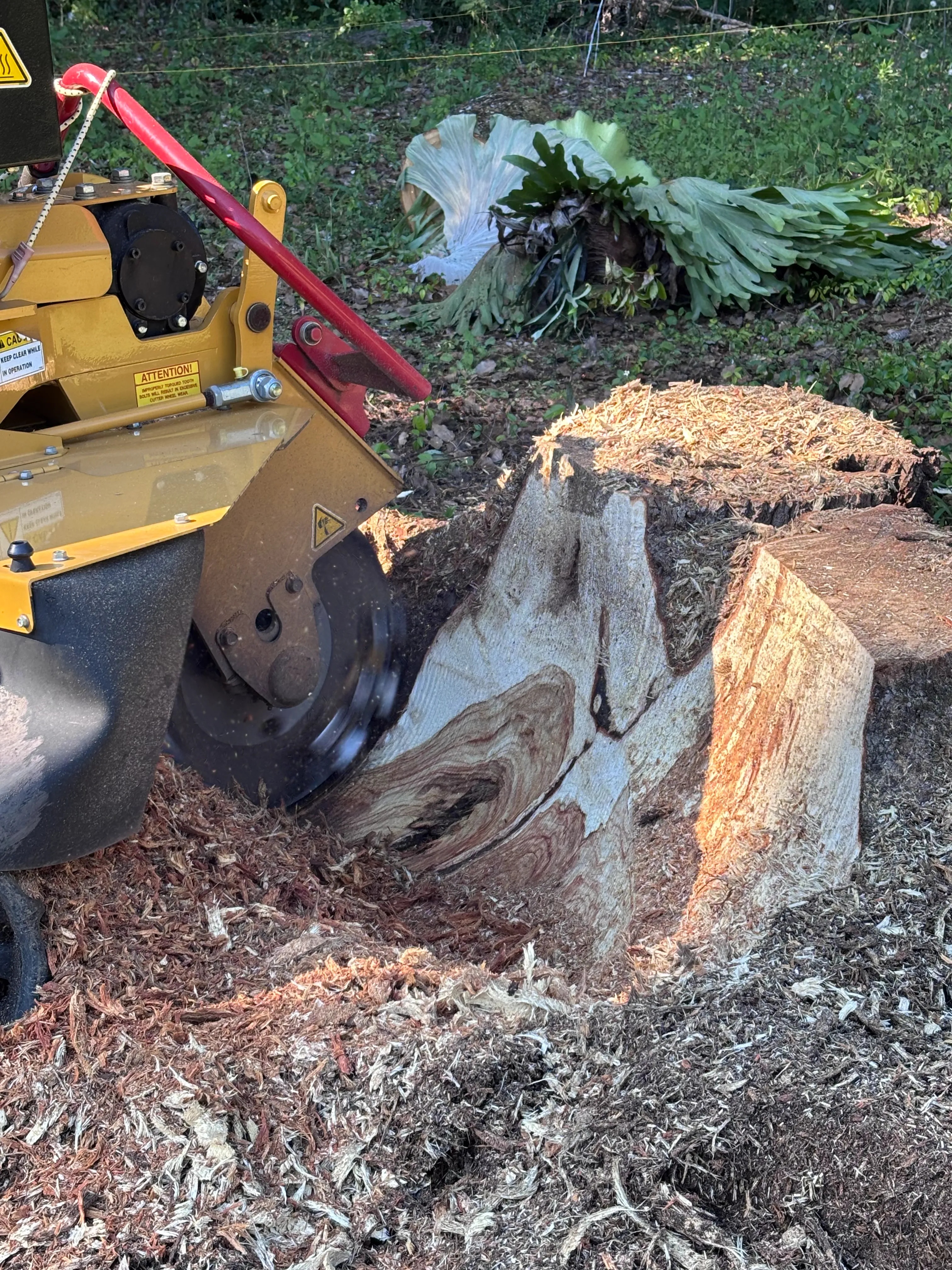 Close-up of a stump grinder wheel cutting into a stump, exposing the wood grain beneath