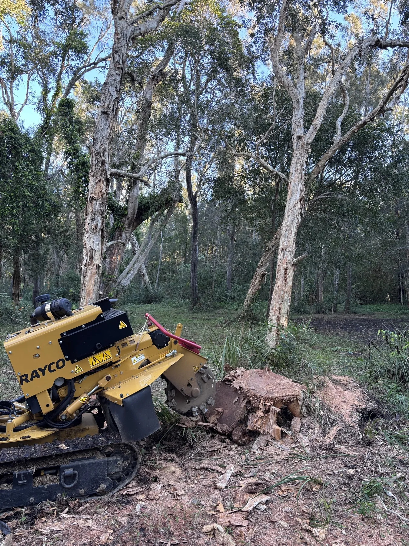 Stump grinder positioned beside a large freshly cut stump in bushland